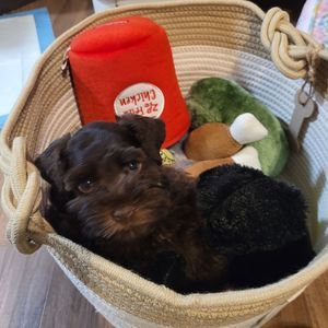 Meet your Posher, Ty